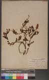 Crotalaria ferruginea Grah. ex Benth. a