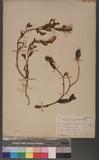 Crotalaria ferruginea Grah. ex Benth. a