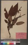 Mallotus philippensis (Lam.) Muell.-Arg. R