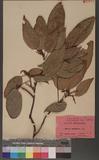 Mallotus philippensis (Lam.) Muell.-Arg. R
