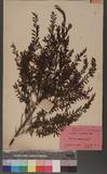 Phyllanthus myrtifolius Moon U]