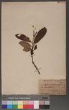 Anodendron benthamiana Hemsl. jA