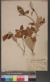 Crotalaria cumingii Muell