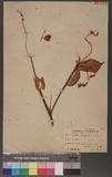 Crotalaria triquetra Dalzell aʦX