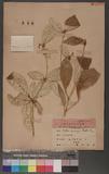 Crotalaria cumingii Muell. Arg