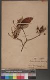Crotalaria cumingii Muell. Arg
