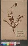 Scabiosa lacerifolia Hayata ɤssڽ