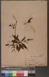 Pollia japonica Th...