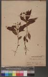 Pollia japonica Thunb. Y