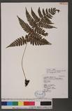 Athyrium erythropodum Hayata `\