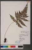 Athyrium erythropodum Hayata `\