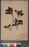 Xanthium pistaciflovum Hay