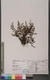 Athyrium