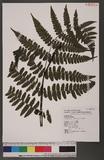 Cornopteris opaca (Don) Tagawa ¸s