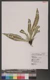 Asplenium griffithianum Hook. OK