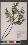 Asplenium pseudo-laserpitiifoliom ching K