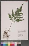 Selaginella mollendorffii Hieron. f