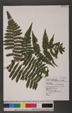 Dryoathyrium boryanum (Willd.) Ching nv