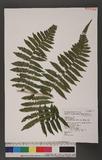 Dryoathyrium boryanum (Willd.) Ching nv