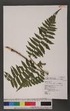 Dryoathyrium boryanum (Willd.) Ching nv