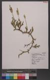 Lycopodium japonicum Thunb. ex Murray 饻۪Q