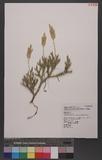 Lycopodium japonicum Thunb. ex Murray 饻۪Q