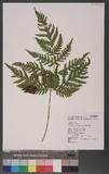 Tectaria devexa (Kunze) Copel. Te