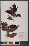 Castanopsis indica (Roxb.) A. DC. 印度栲