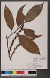 Castanopsis indica (Roxb.) A. DC. L