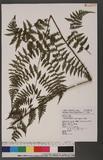 Cornopteris fluvialis (Hayata) Tagawa js