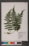 Dryoathyrium boryanum (Willd.) Ching nv