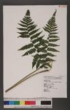 Dryoathyrium boryanum (Willd.) Ching nv