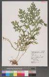 Selaginella doederleinii Hieron. ͮڨf