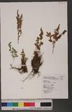 Woodsia polystichoides Eaton 