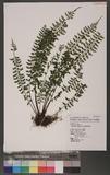 Asplenium laciniatum Don `K