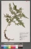 Selaginella delicatula (Desv.) Alston tf