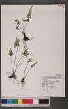 Asplenium pulcherrimum (Bak.) Ching ӸK