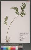 Selaginella mollendorffii Hieron. f