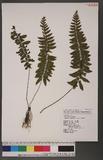 Asplenium subnomale Copel pK