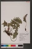 Blechnum melanopus Hook. nQ