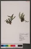 Asplenium varians Wall. ex Hook. & Grev. pK