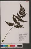 Cornopteris fluvialis (Hayata) Tagawa js