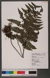 Cornopteris decurrenti-alatum (Hook.) Nakai s