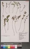 Adiantum roborowskii Maxim. var. taiwanianum (Tagawa) Shieh OWsKu