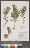 Selaginella mollendorffii Hieron. f