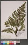 Cleyera japonica Thunb. var. morii (Yamamoto) Masamune ˤ󷨮