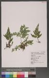 Selaginella mollendorffii Hieron. f