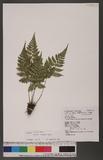 Athyrium arisanense (Hayata) Tagawa s\