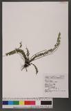 Asplenium trichomanes L. K