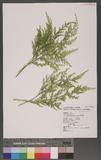 Selaginella mollendorffii Hieron. f